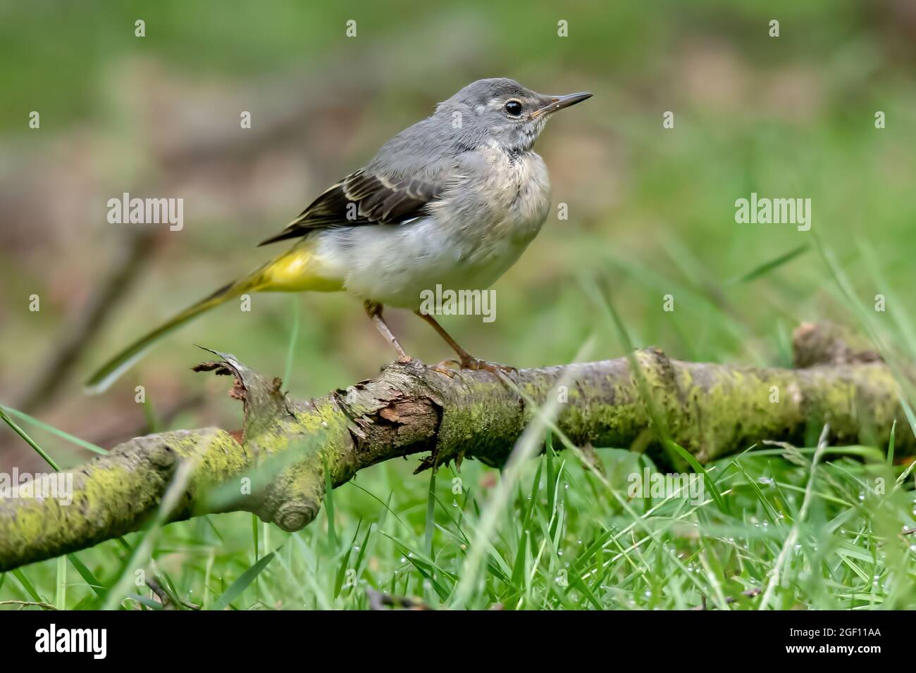 Juvenile grey wagtail perched on a branch laying on the ground, Cannock Chase, Staffordshire. Stock Photo