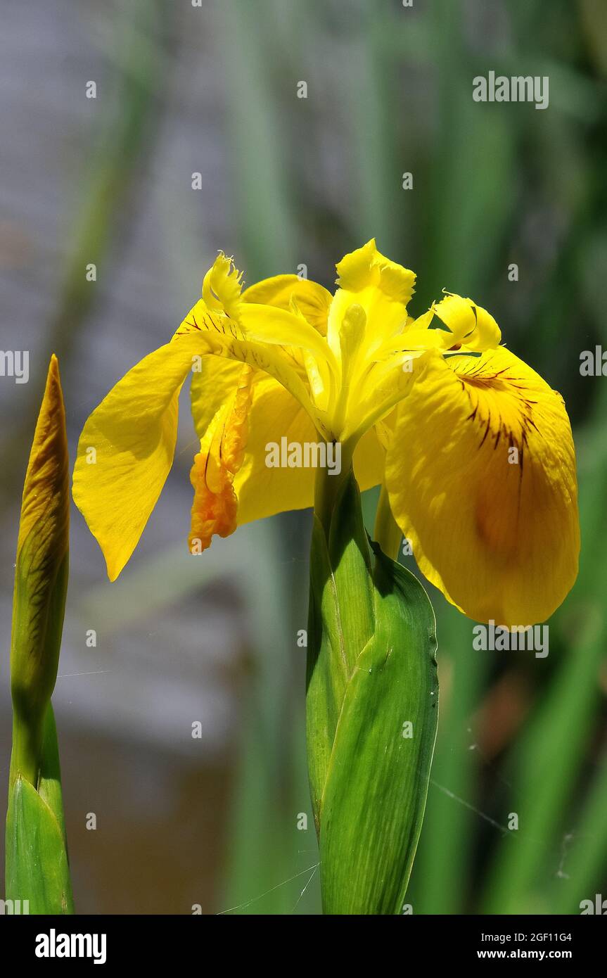 yellow flag, yellow iris, water flag, Sumpf-Schwertlilie, Gelbe ...