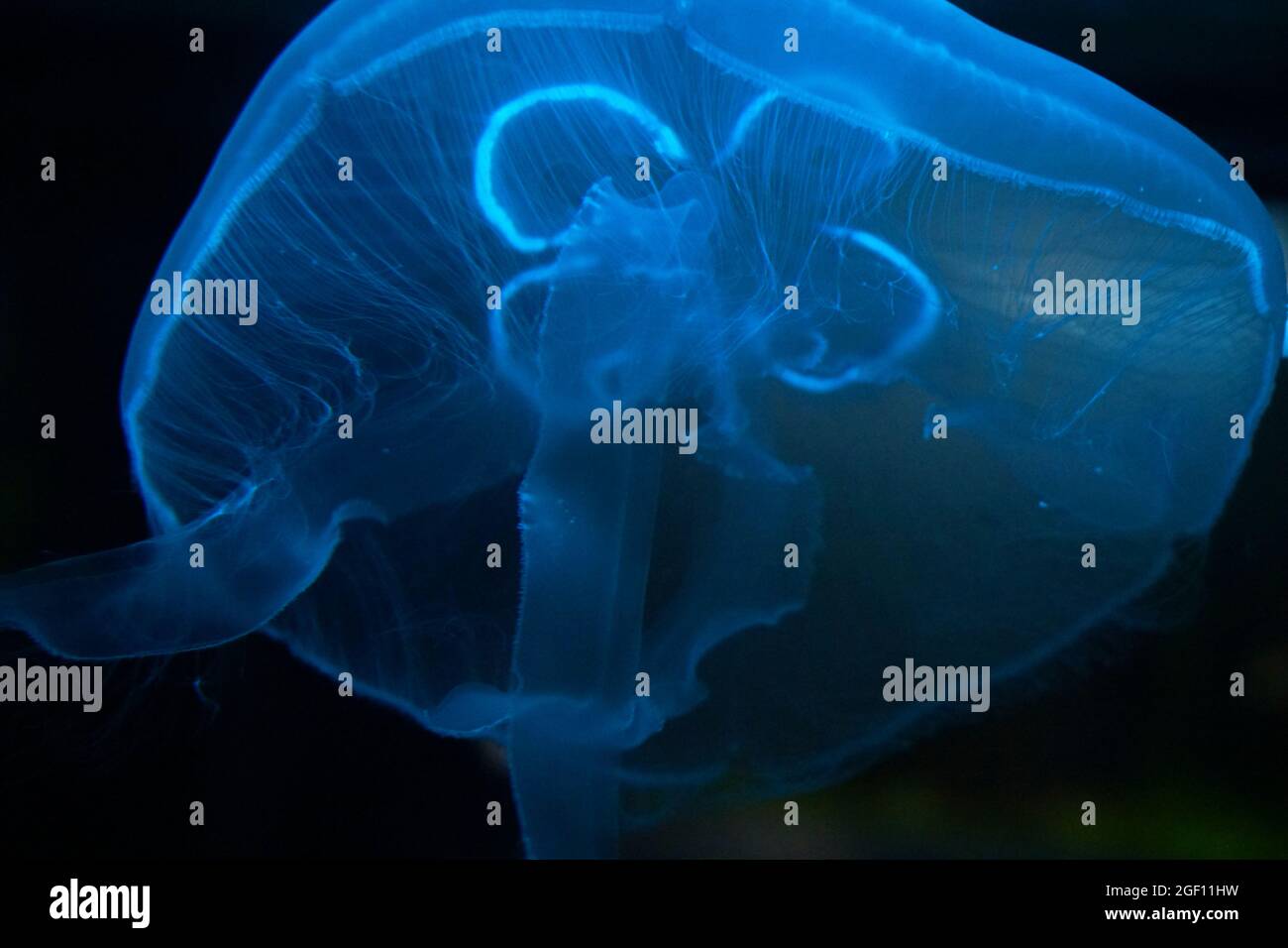Blue Jellyfish Stock Photo Stock Images Stock Pictures Stock Photo - Alamy