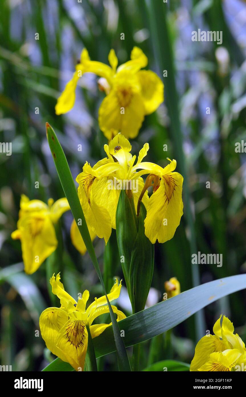 Yellow Flag Yellow Iris Water Flag Sumpf Schwertlilie Gelbe yellow-flag-yellow-iris-water-flag-sumpf-schwertlilie-gelbe