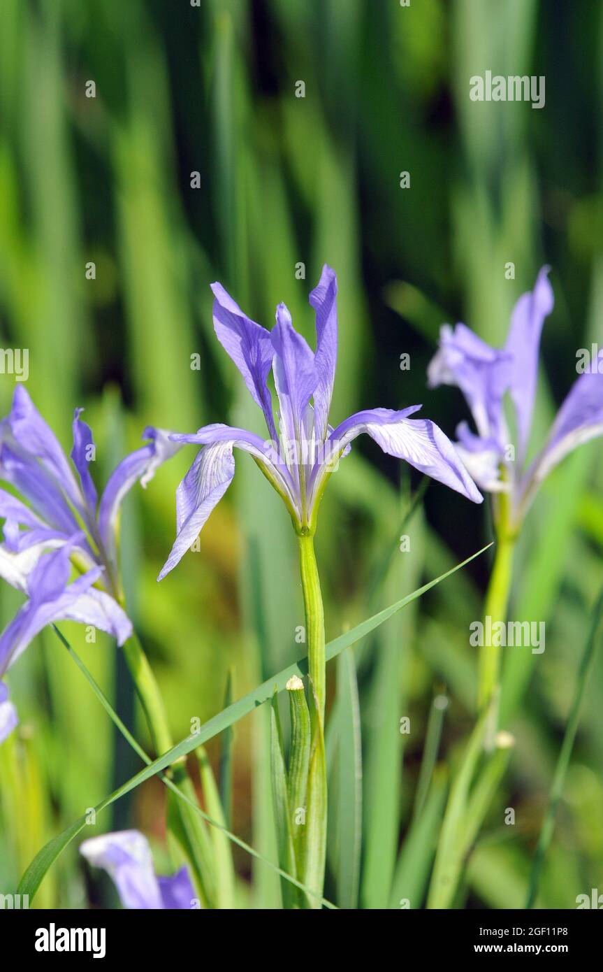 Iris lactea, nőszirom, Asia Stock Photo