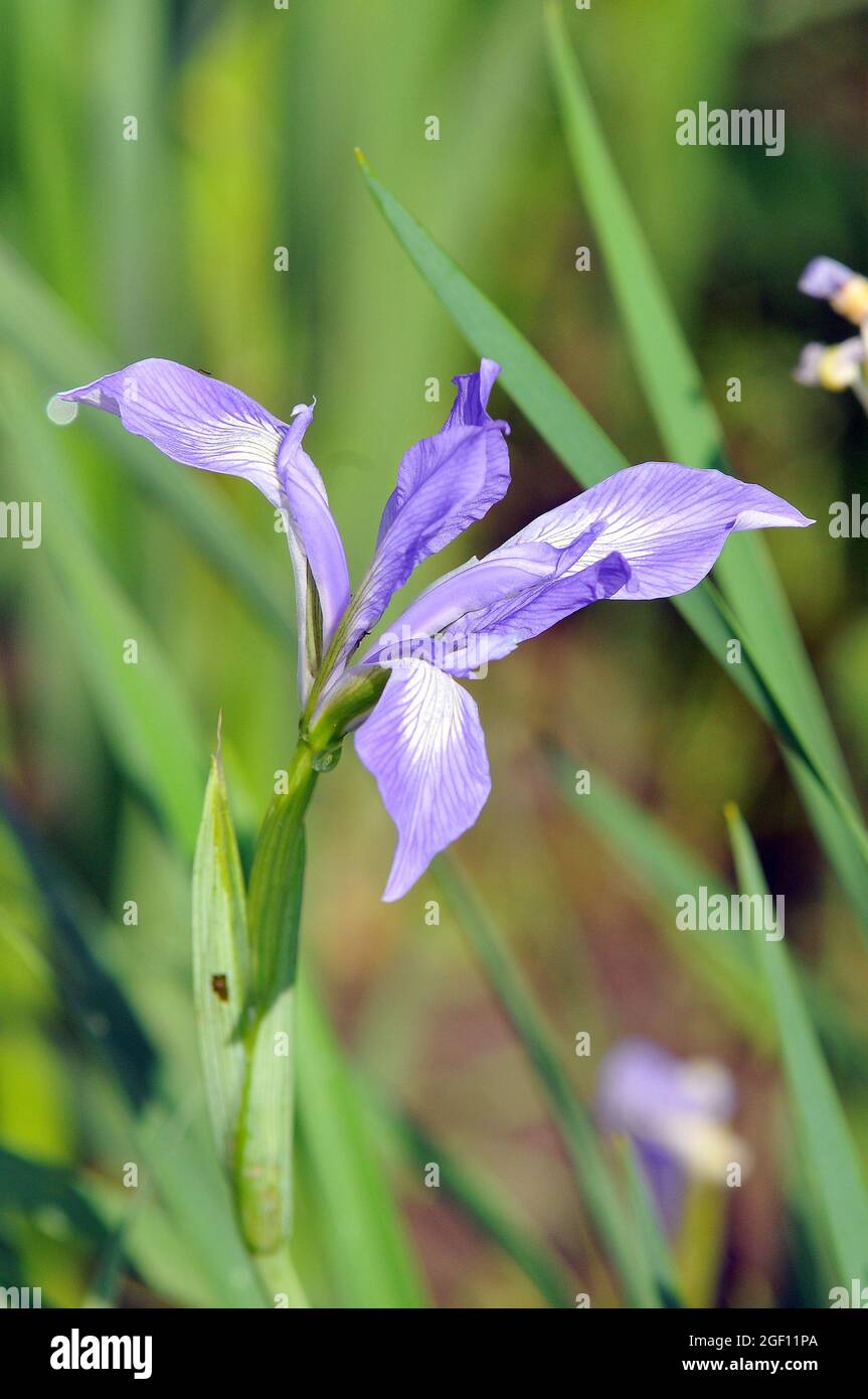 Iris lactea, nőszirom, Asia Stock Photo
