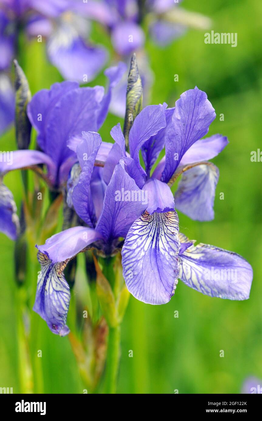 Siberian iris or Siberian flag, Sibirische Schwertlilie, Wiesen-Schwertlilie  und Blaue Schwertlilie, szibériai nőszirom, Iris sibirica, Hungary, Europ  Stock Photo - Alamy