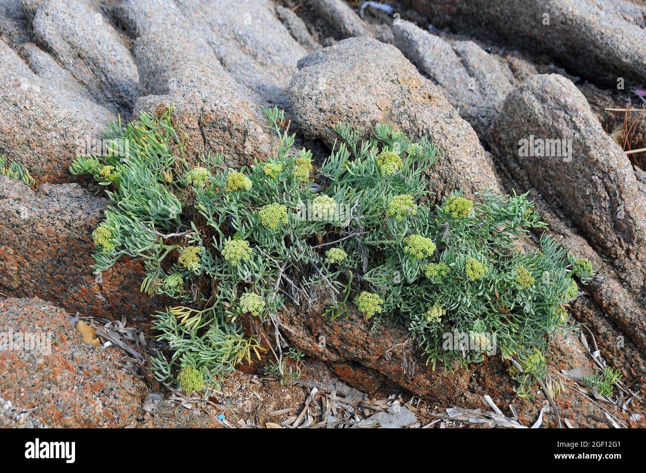 rock samphire, sea fennel, samphire, Meerfenchel, Crithmum maritimum, tengeri kömény, Sardinia, Italy, Europe Stock Photo