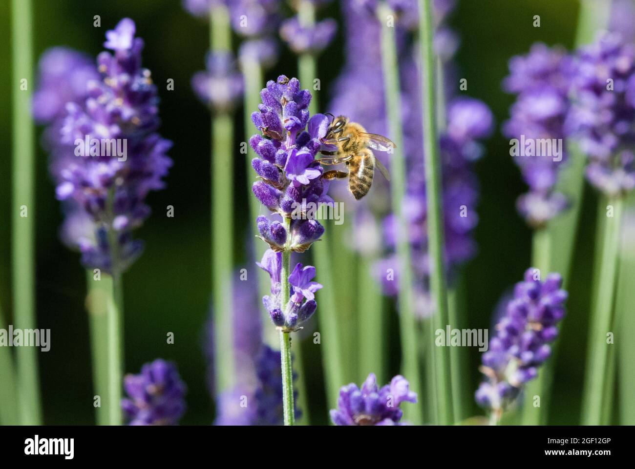 Bee on lavendar Stock Photo