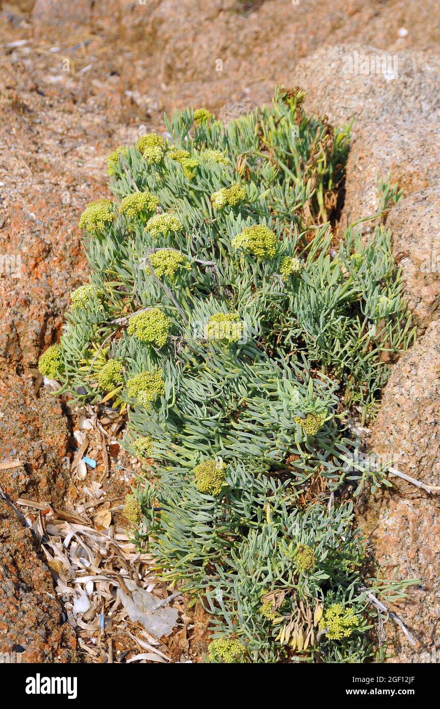 rock samphire, sea fennel, samphire, Meerfenchel, Crithmum maritimum, tengeri kömény, Sardinia, Italy, Europe Stock Photo