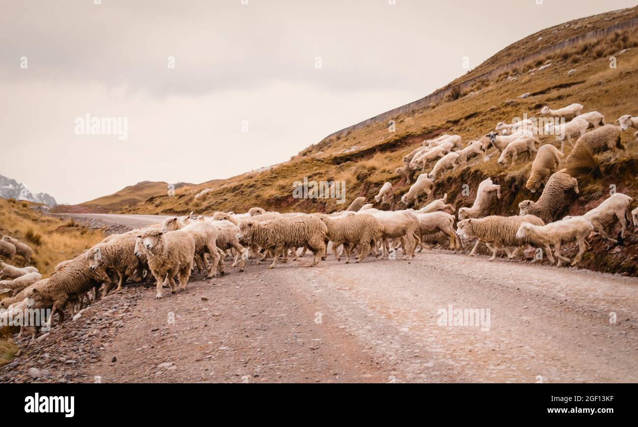 A flock of sheep crossing the road in the countryside Stock Photo - Alamy