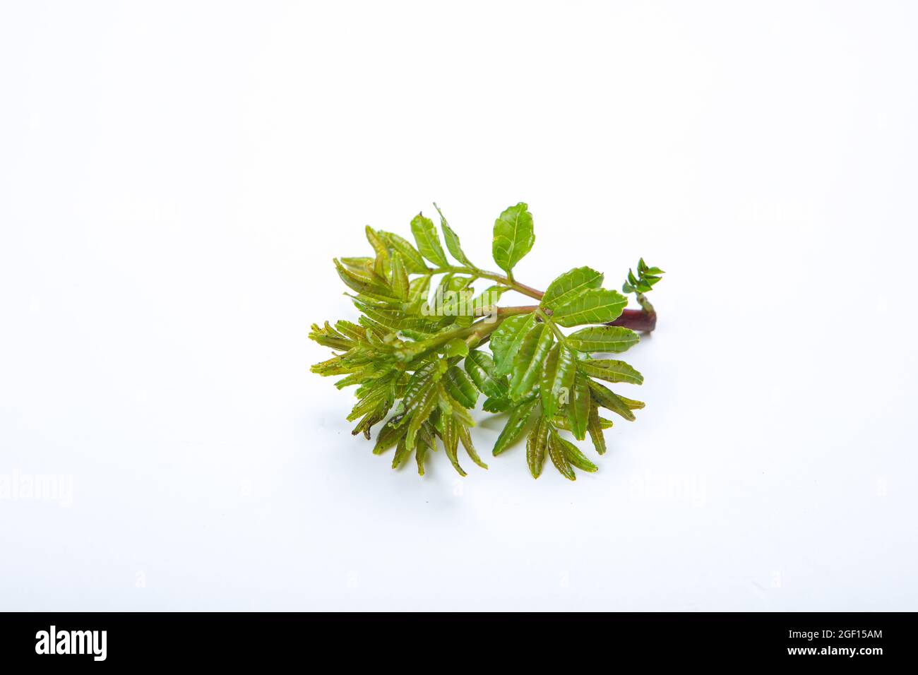 Chinese prickly ash bud Stock Photo Alamy