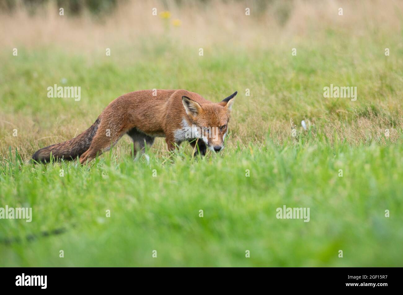 Red fox (Vulpes vulpes) moving through a meadow in a rural setting Stock Photo