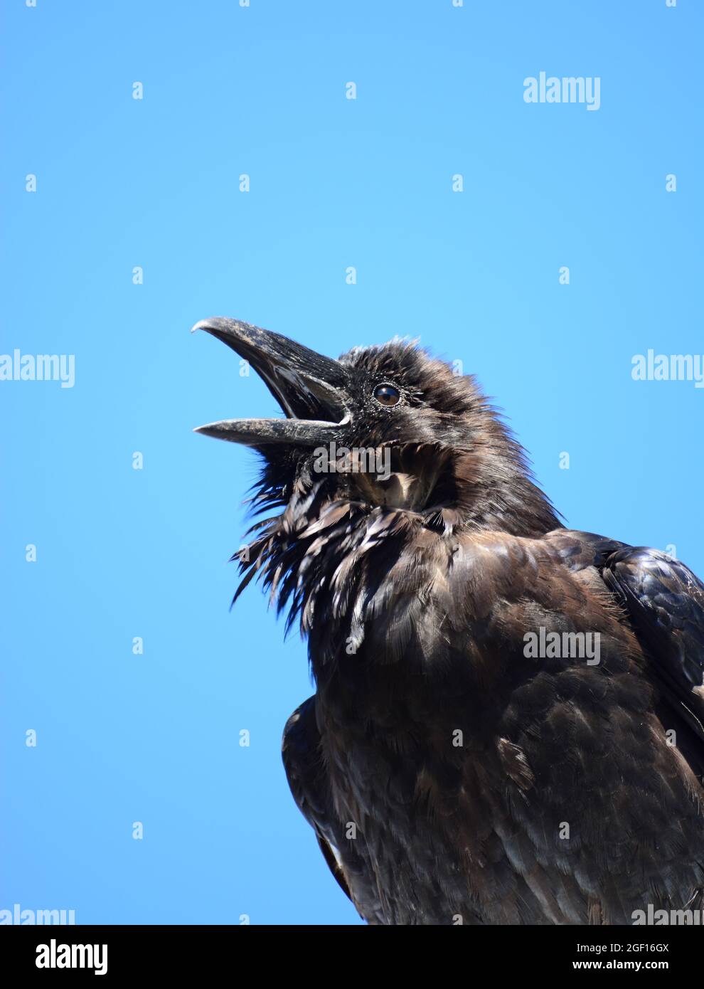 Crow calls Stock Photo