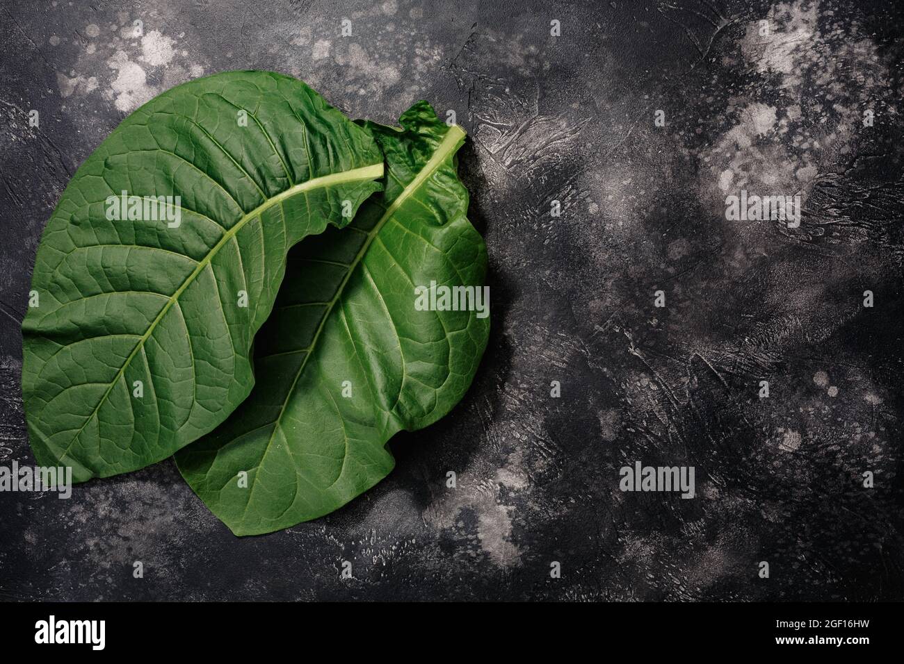 top leaf tobacco Fresh tobacco leaves (Nicotiana tabacum foliage) atop black concrete  backdrop, copy space, top view Stock Photo