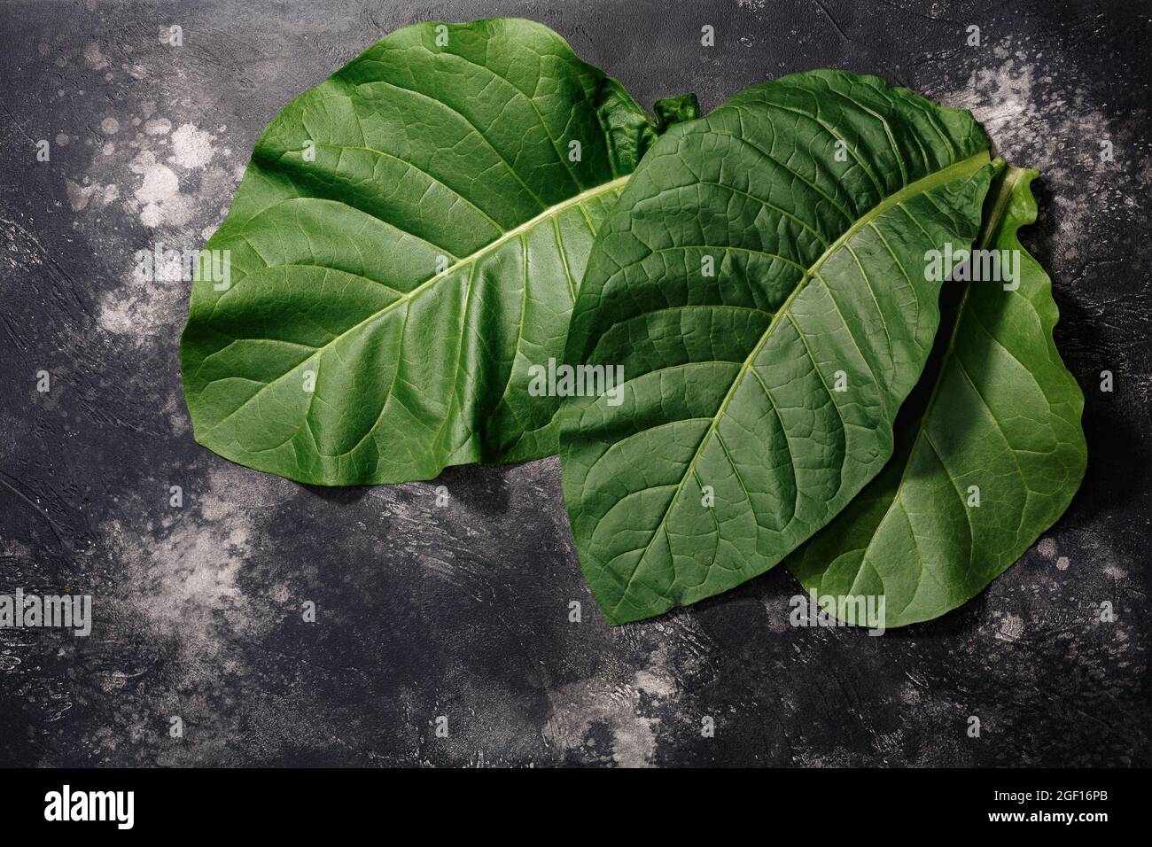 Fresh tobacco leaves (Nicotiana tabacum foliage) atop black concrete backdrop, copy space, top view Stock Photo