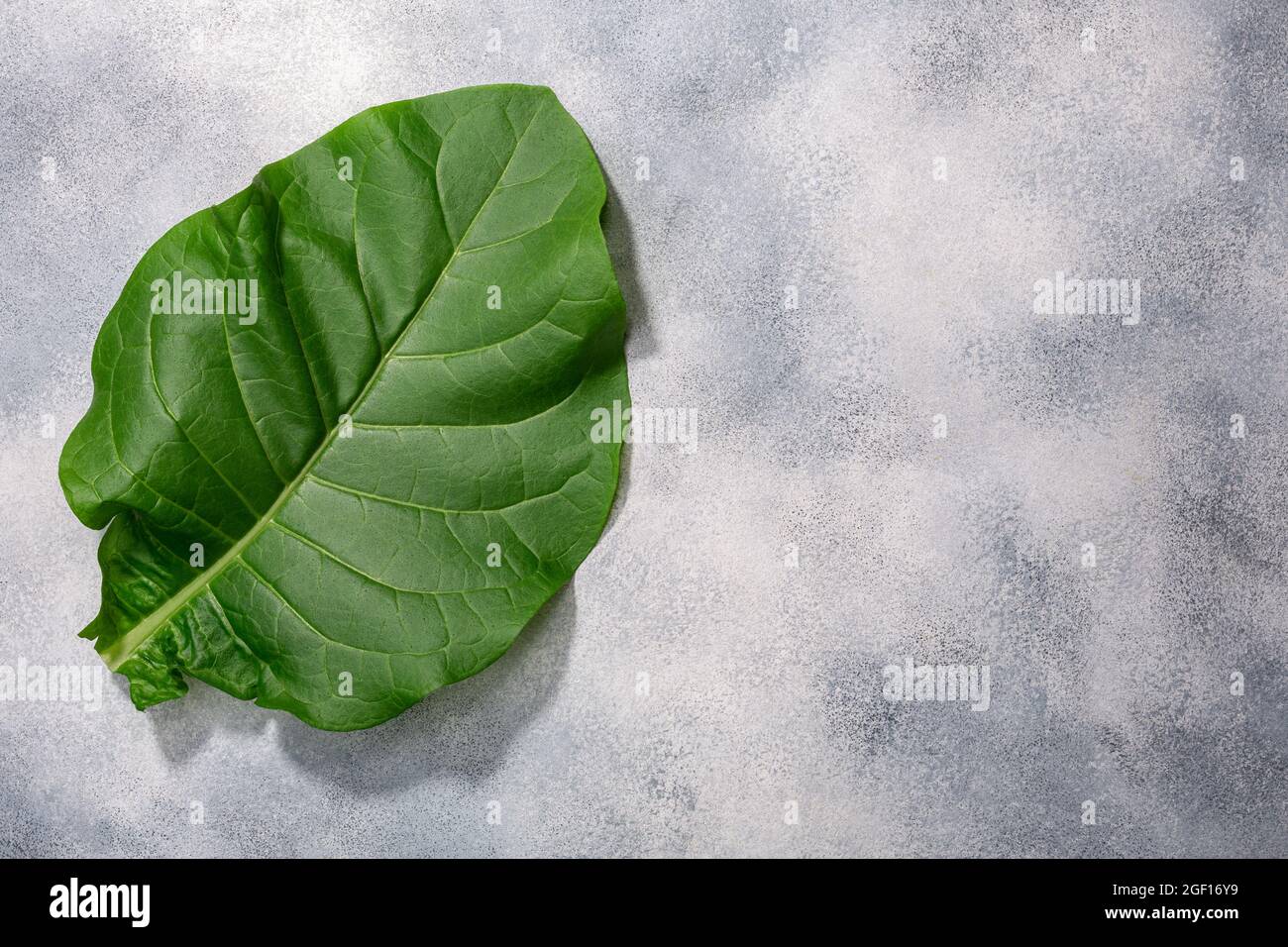 fresh tobacco leaf Sacred Available in 5 ml Fronto / Grabba Leaf Tobacco