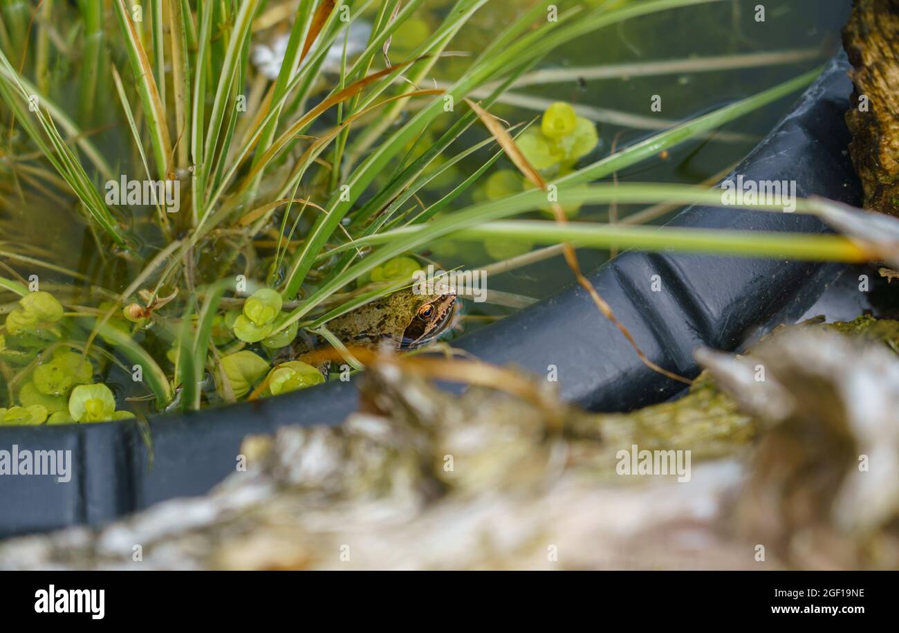 Pool frog (Pelophylax lessonae) peaking out of the water Stock Photo