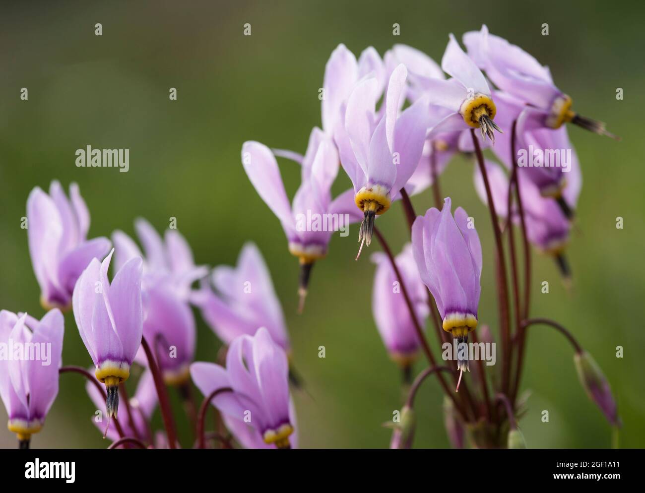 Pale pink Dodecatheon Maedia AKA American Cowslip, prairie cyclamen, Pride of Ohio. Primulaceae family. Stock Photo