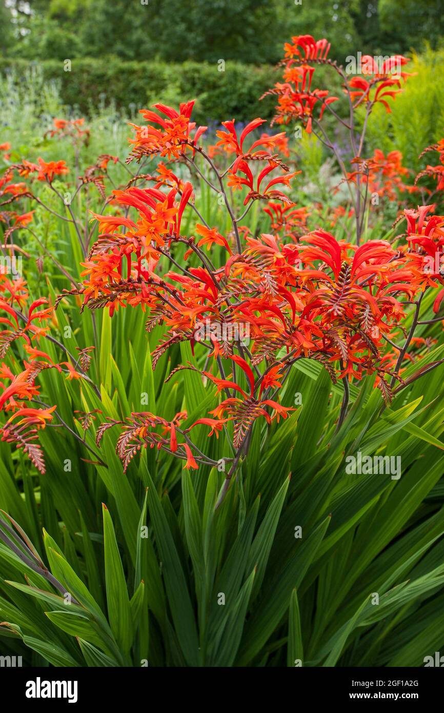 Crocosmia, AKA Montbretia, flowering plants, iris family, Iridaceae. trumpet shaped, orange red with lush sword-like green Photo - Alamy