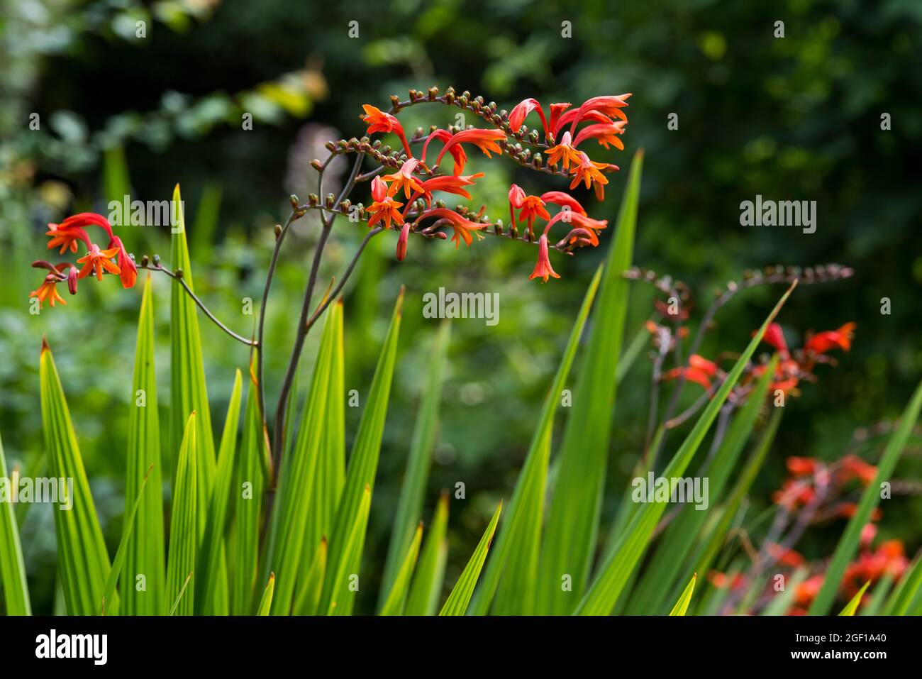 Crocosmia, AKA Montbretia, flowering plants, iris family, Iridaceae. Arched, trumpet shaped, orange red flowers with lush sword-like green leaves. Stock Photo