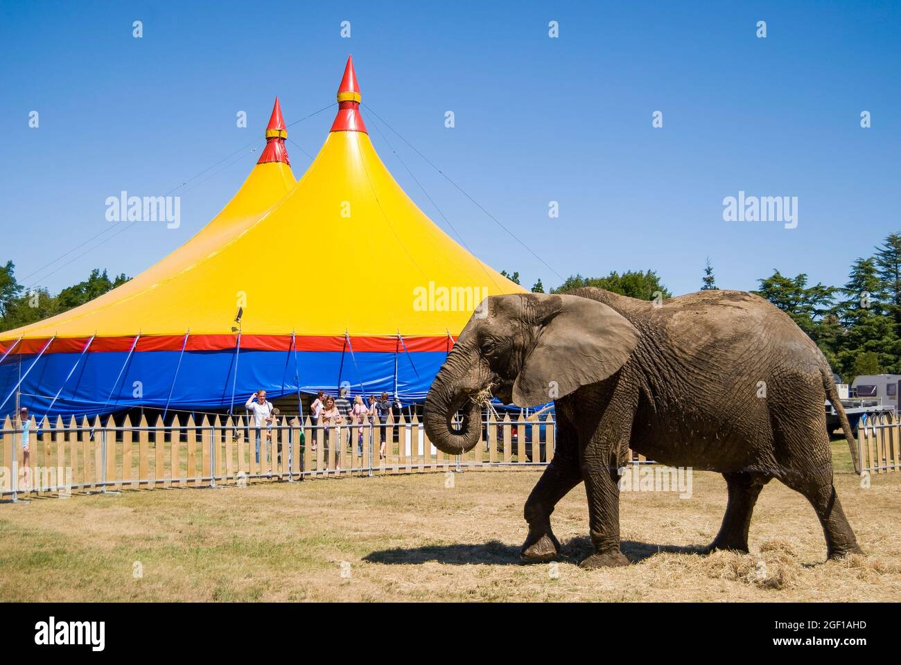 Elephant by Big Top at African Circus, Ashburton Domain & Gardens, Ashburton, Canterbury, New Zealand Stock Photo