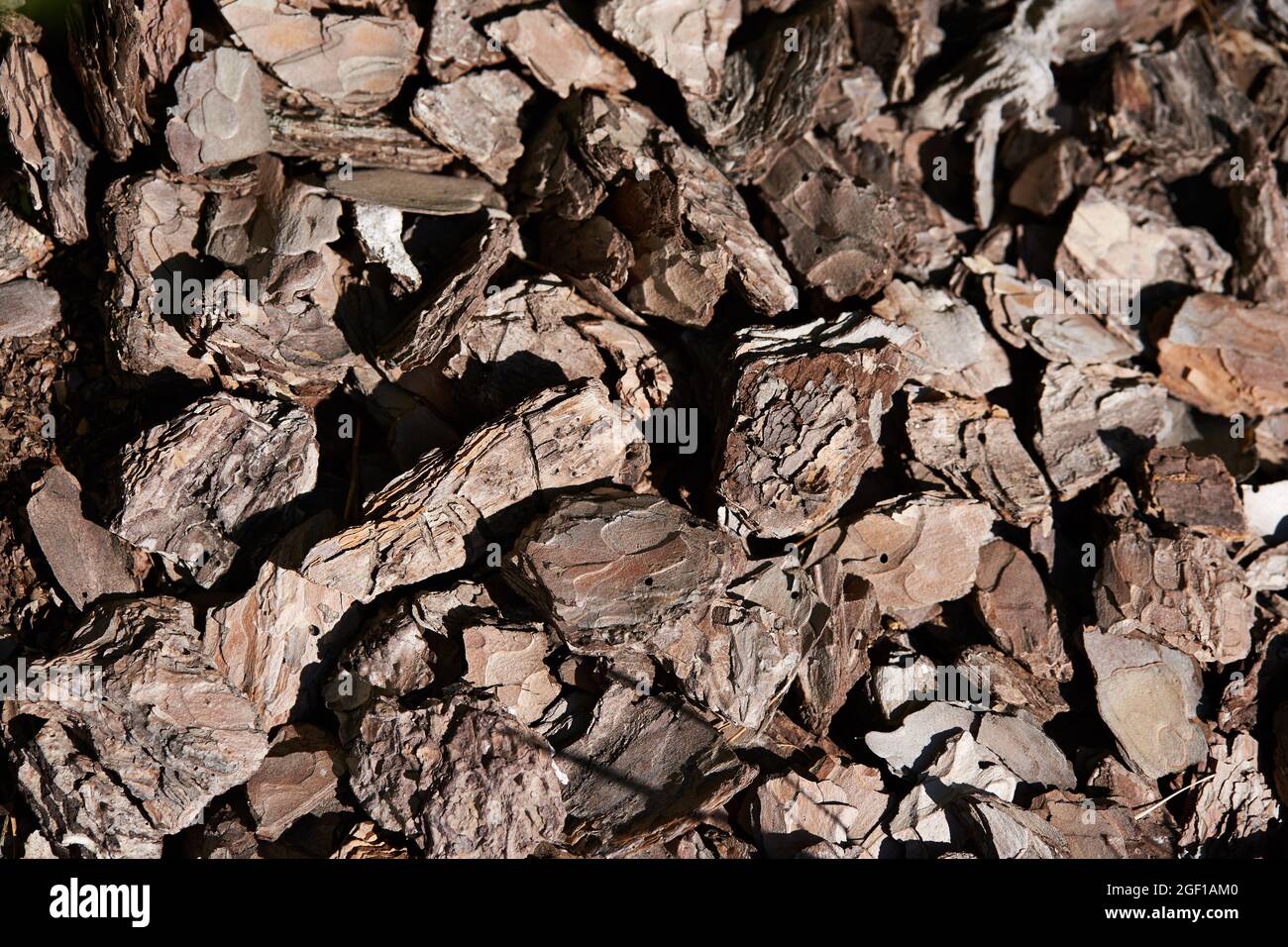 The texture of the wood of the bark of a coniferous tree . High quality photo Stock Photo