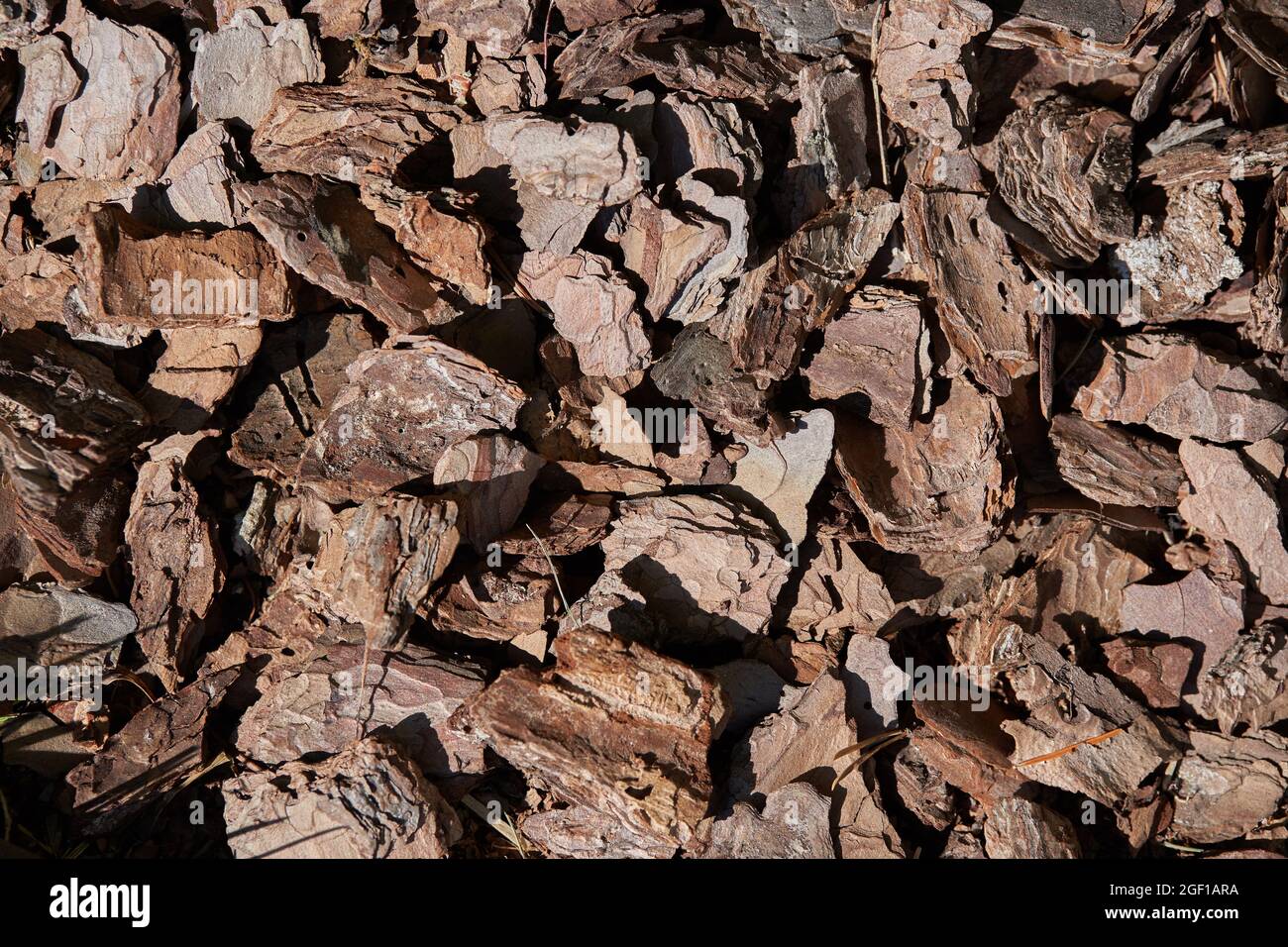 Background - Bark of a tree in pieces. High quality photo Stock Photo
