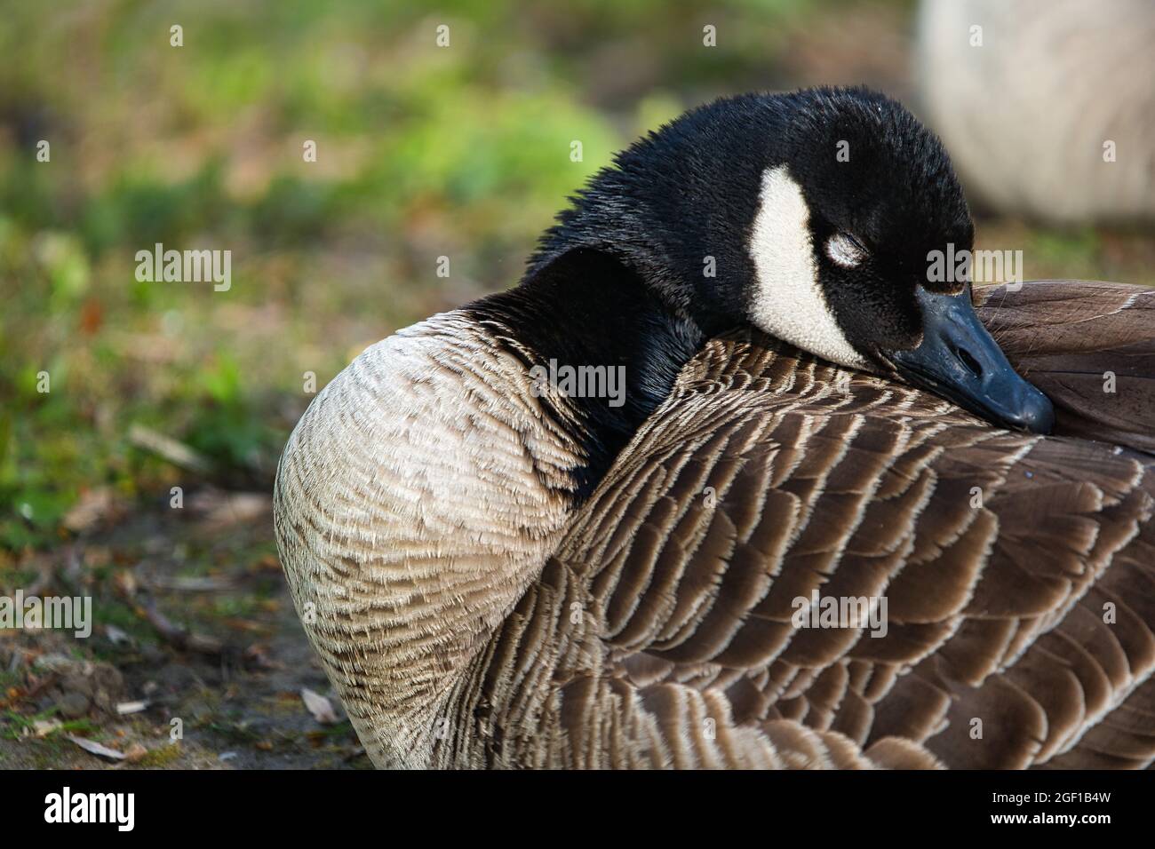 A closeup of a Canada goose resting its head on its back Stock Photo Alamy