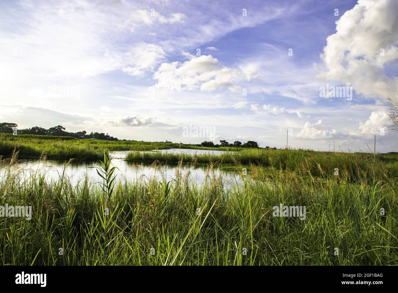 A high angle shot of a tranquil river with green plants around and ...