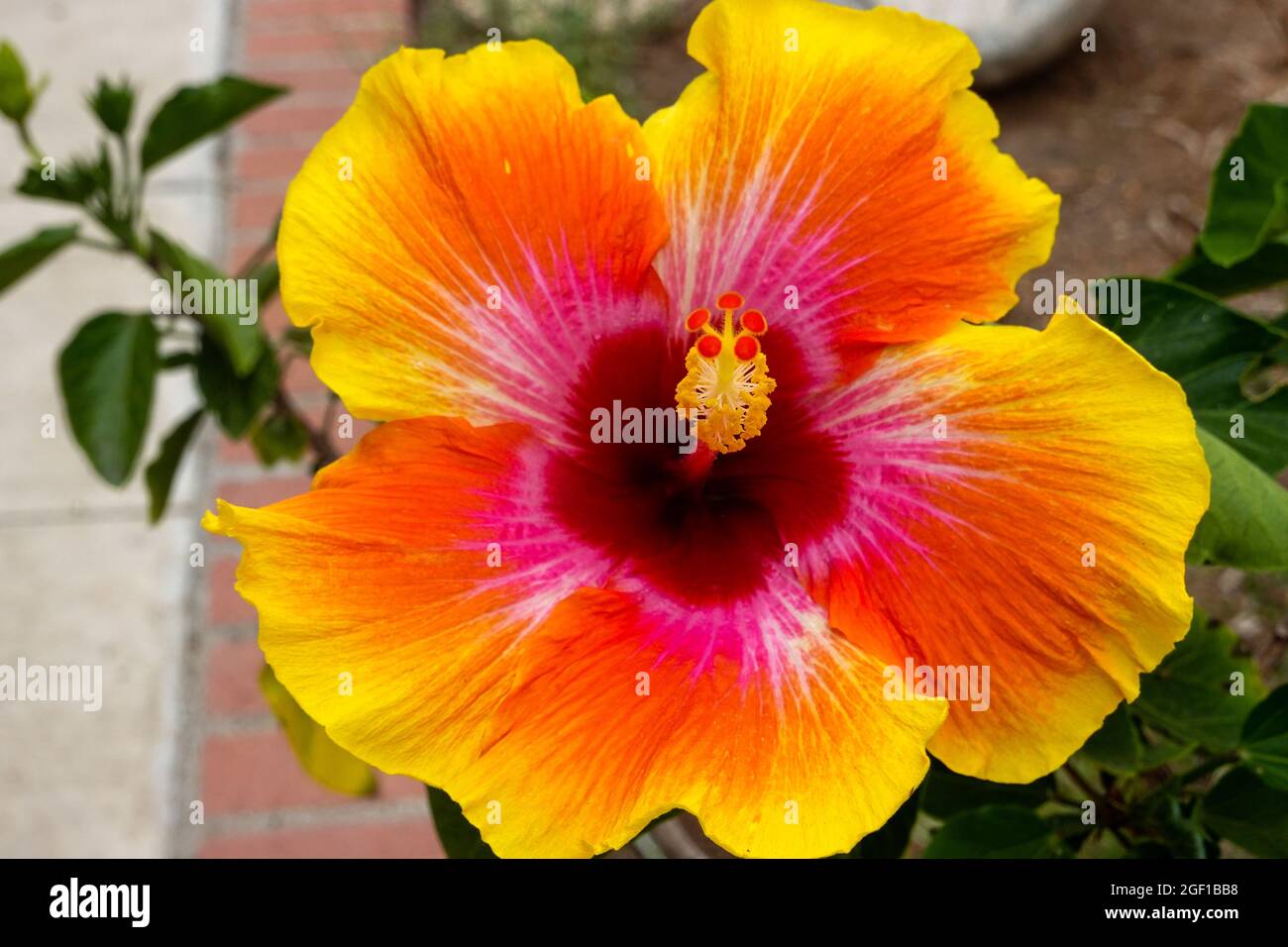 Hibiscus rosa sinensis hi-res stock photography and images - Alamy