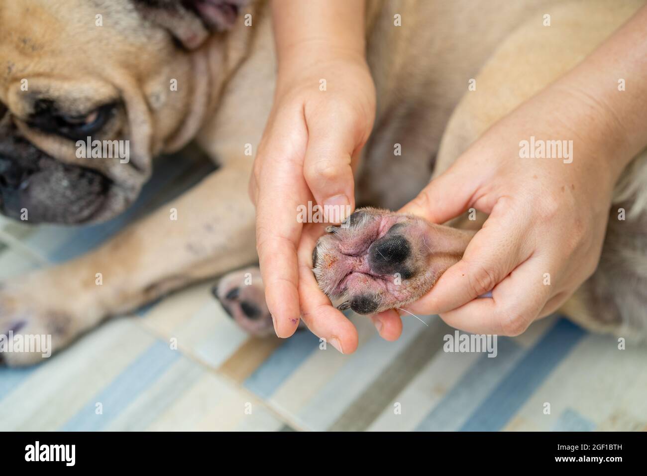 French bulldog best sale allergies