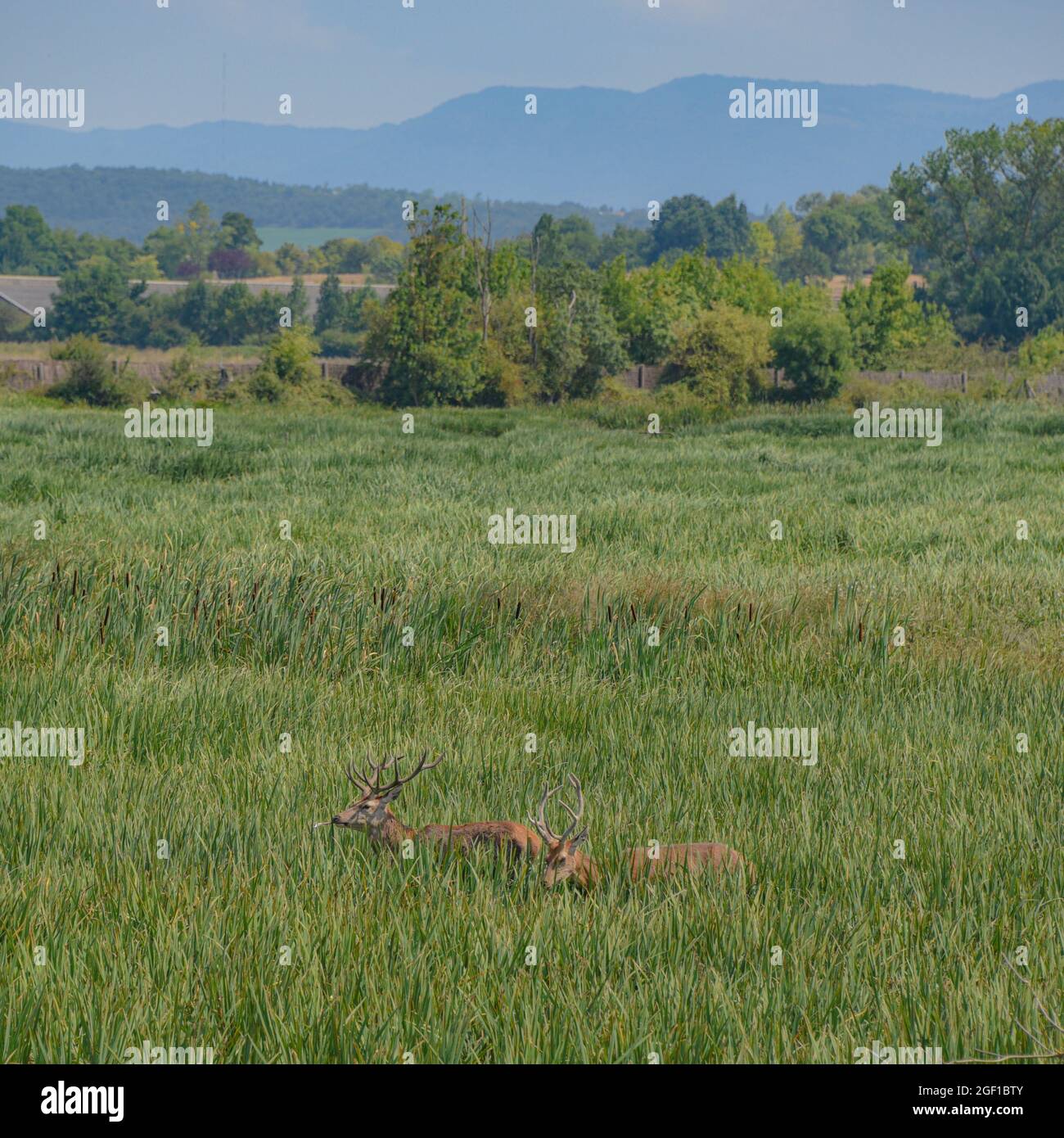 Vitoria-Gasteiz, Spain - 21 Aug 2021: Red Deer in the Salburua nature reserve on green belt land near Vitoria Gasteiz, Basque Country, Spain Stock Photo