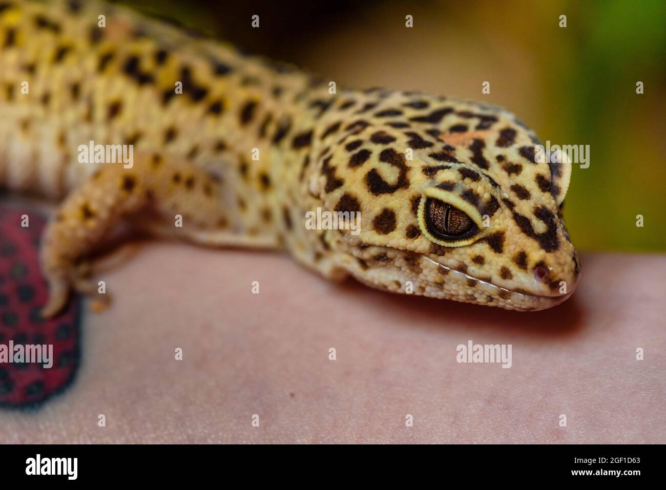 Leopard gecko, Pakistani fat-tailed gecko, Eublepharis macularius Stock Photo