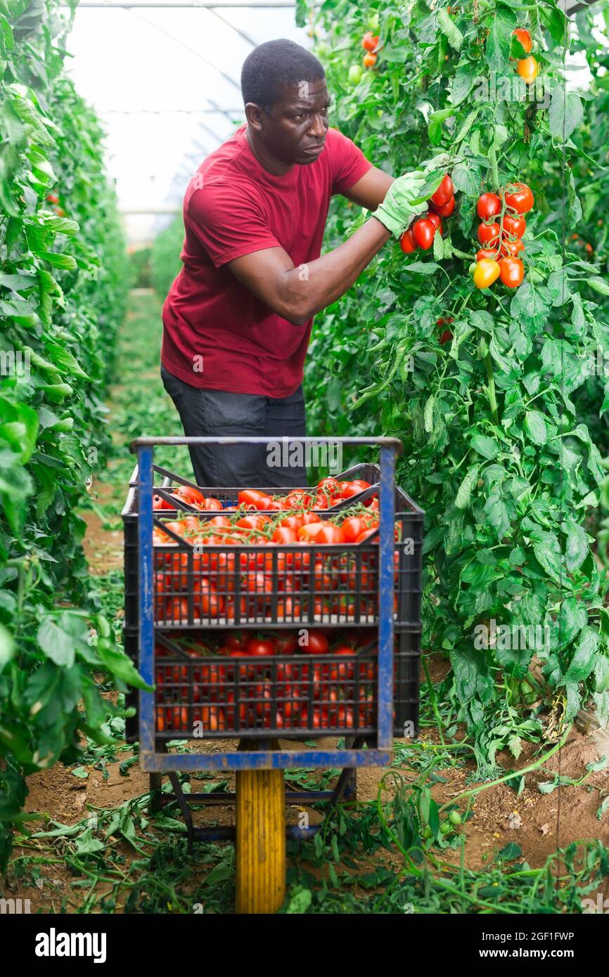 Afro male farmer harvesting tomatoes in greenhouse Stock Photo - Alamy