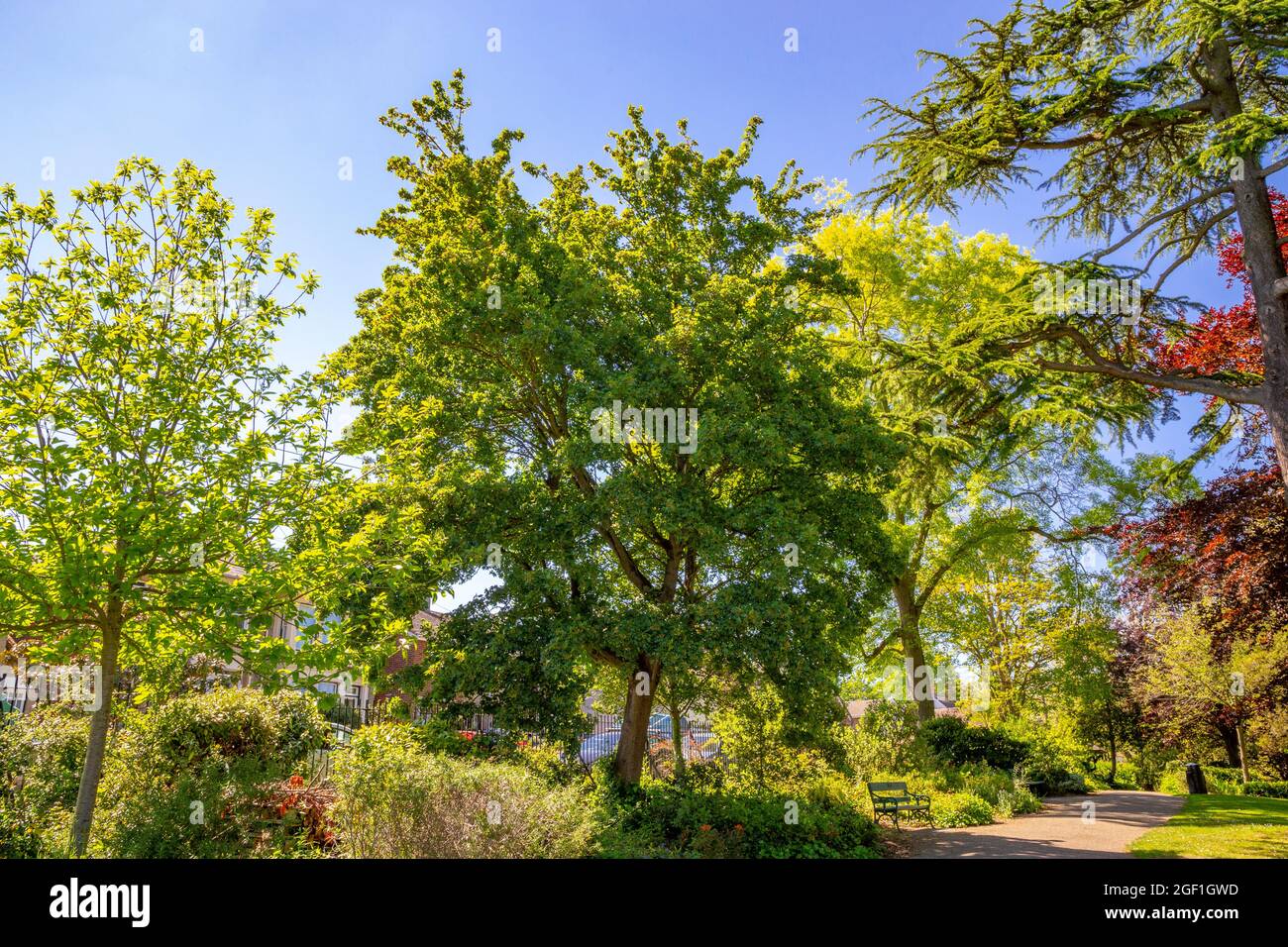 Acer campestre garden hi-res stock photography and images - Alamy