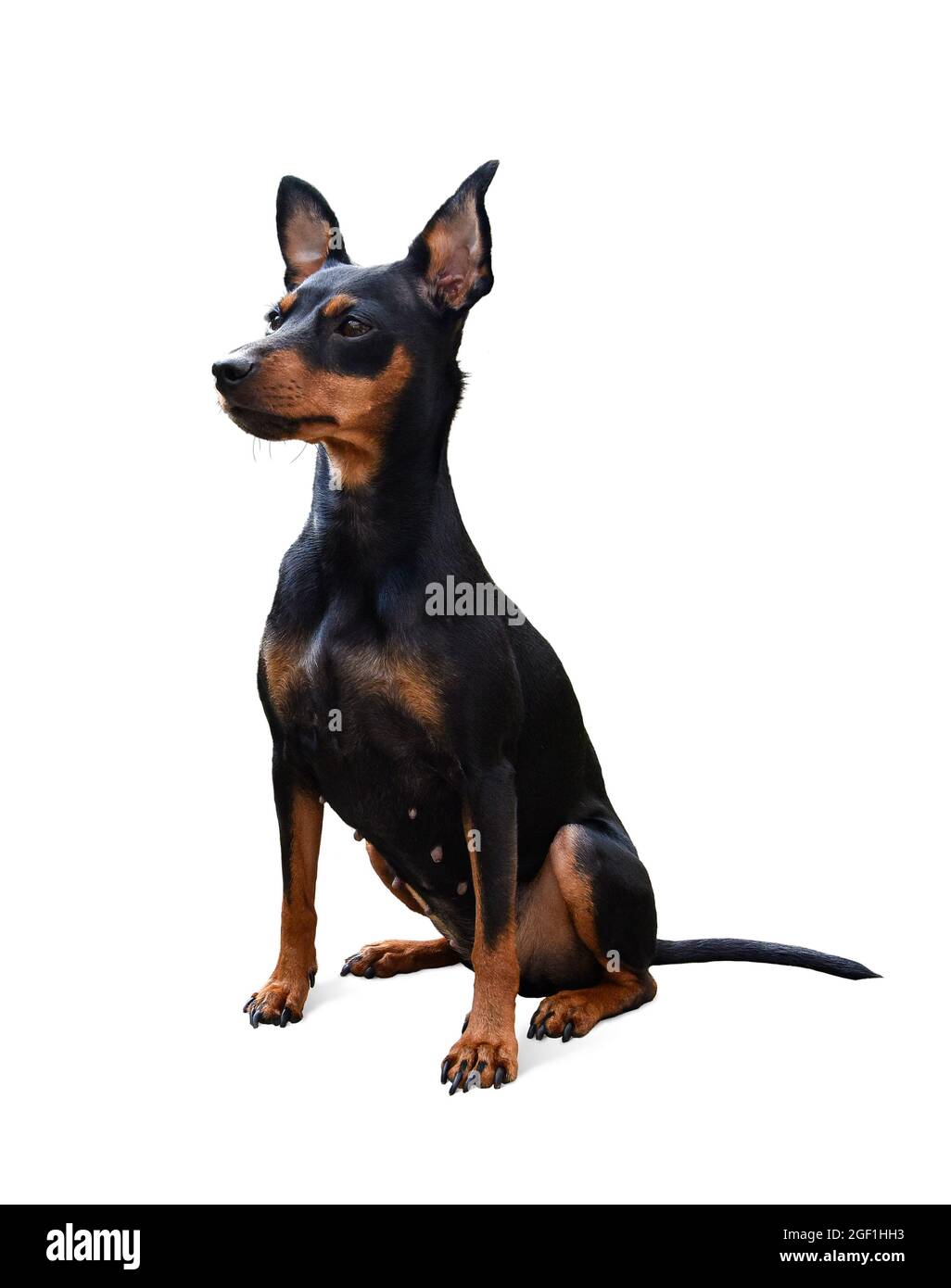 Dog doberman pinscher , isolated animal Stock Photo