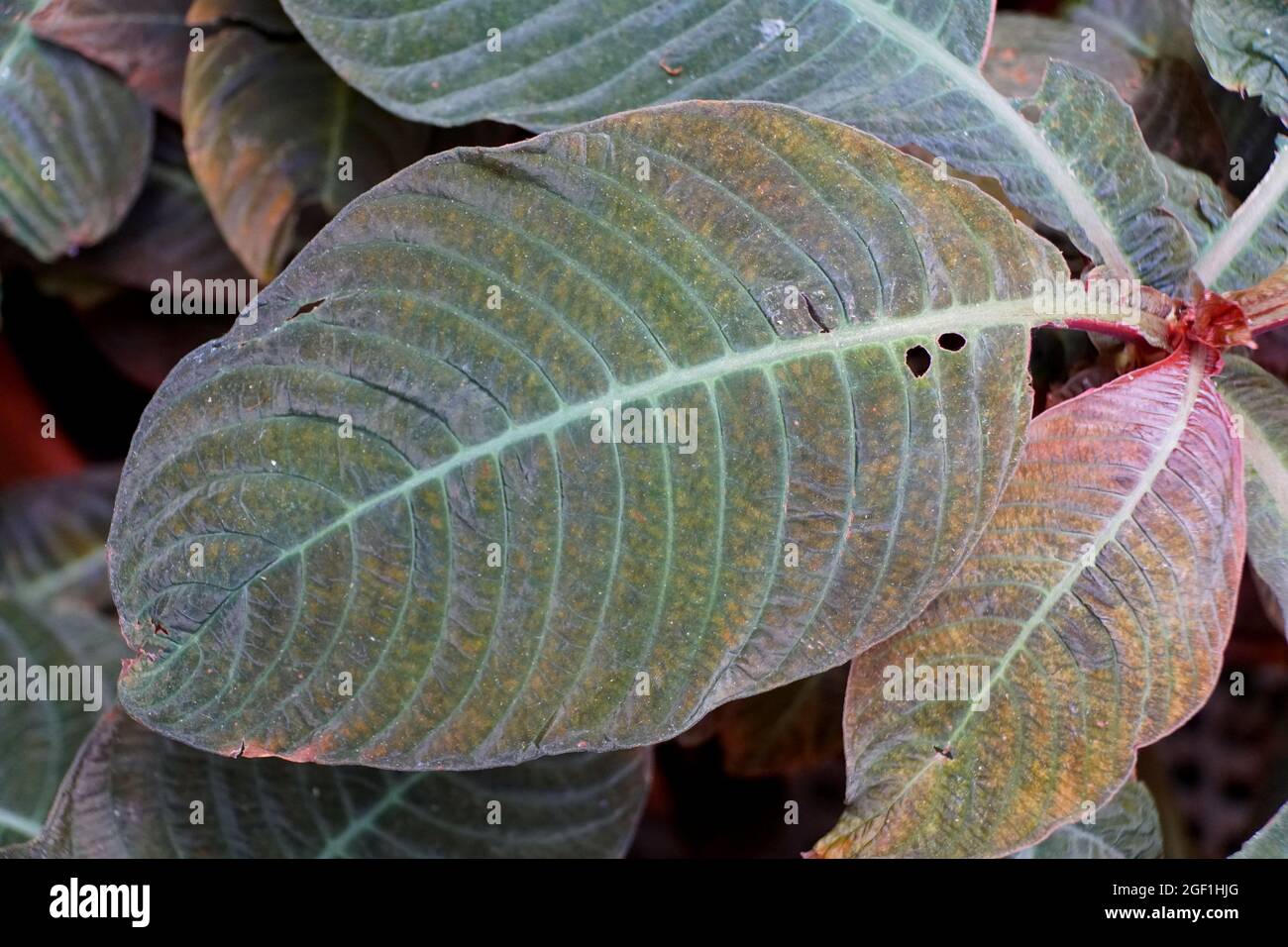 The close up of multicolor leaf of Hoffmannia plant Stock Photo