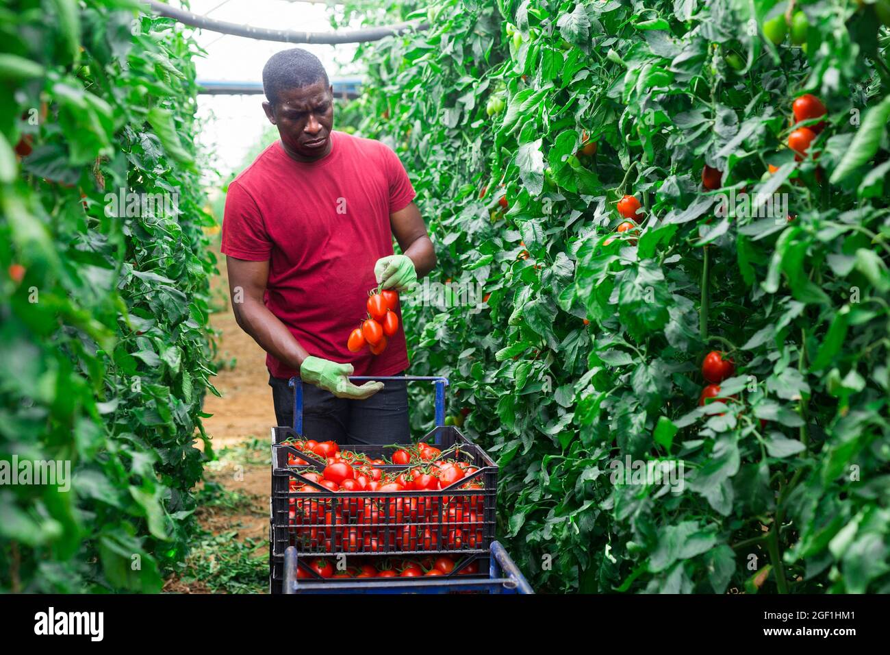 Afro male farmer harvesting tomatoes in greenhouse Stock Photo - Alamy