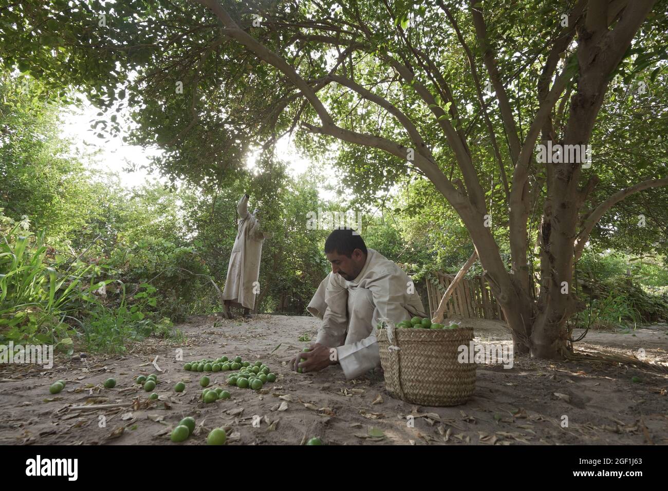 Al Ahsa, Saudi Arabia. 22nd Aug, 2021. Farmers harvest lemons at a lemon farm in Al Ahsa, Eastern Province, Saudi Arabia, on Aug. 22, 2021. Credit: Mohamed Nasr/Xinhua/Alamy Live News Stock Photo