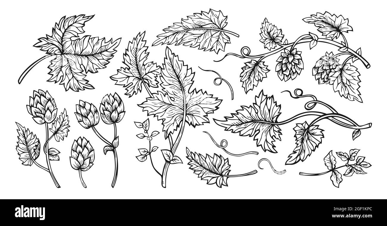 Hop plant branch with leaves and cones hand drawn sketch set. Sketches for beer packing design logo, label, emblem, pattern. Hops angular herb design drawn engraving frame Stock Vector