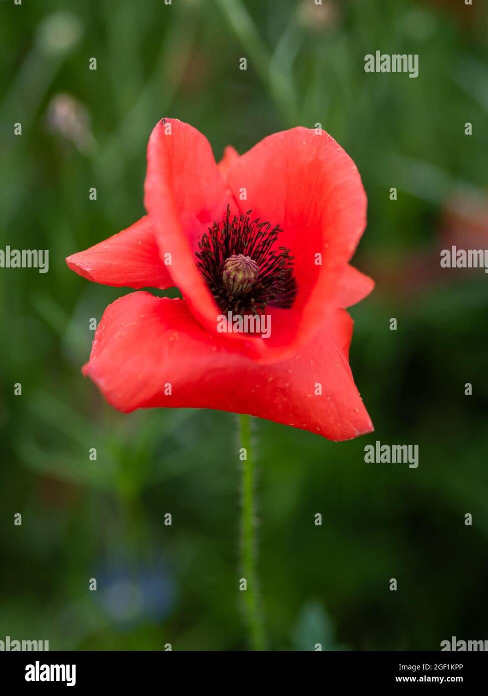 Single red poppy flower on the wildflower field Stock Photo