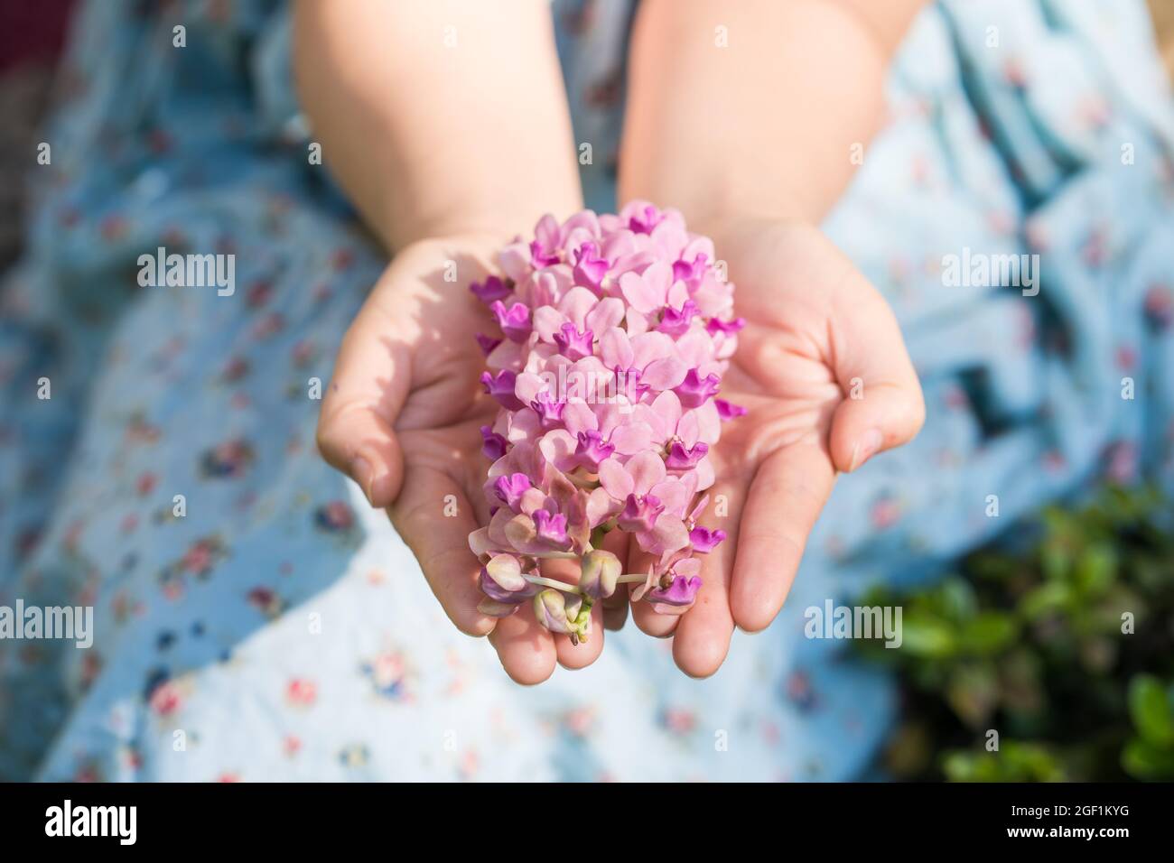 Blooming pink flowers on a female kid's hands Stock Photo