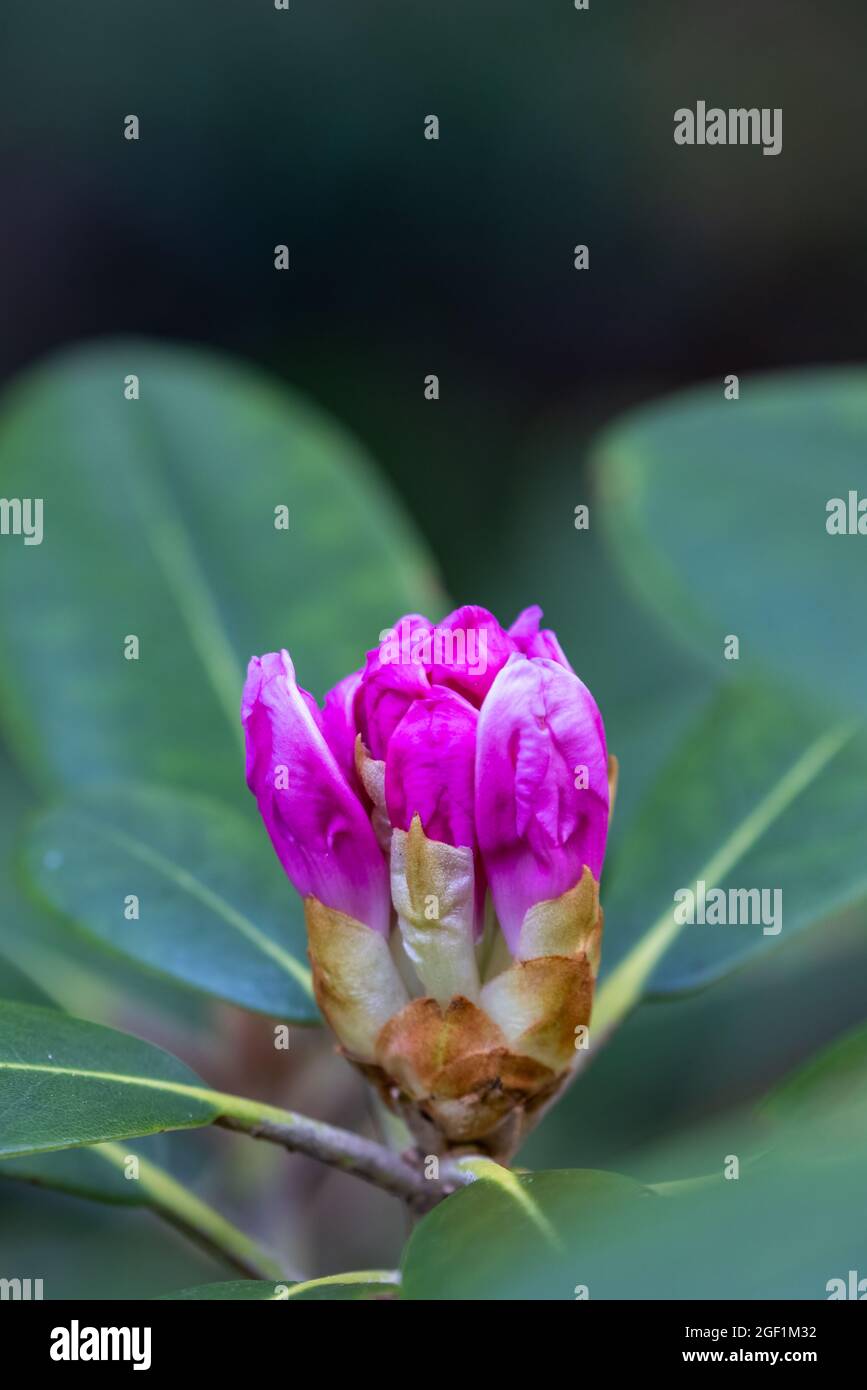 pink rhododendron flower buds in the early blooming stages in spring Stock Photo Alamy