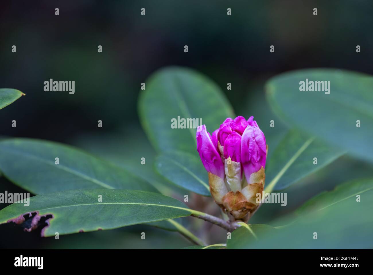 pink rhododendron flower buds in the early blooming stages in spring ...
