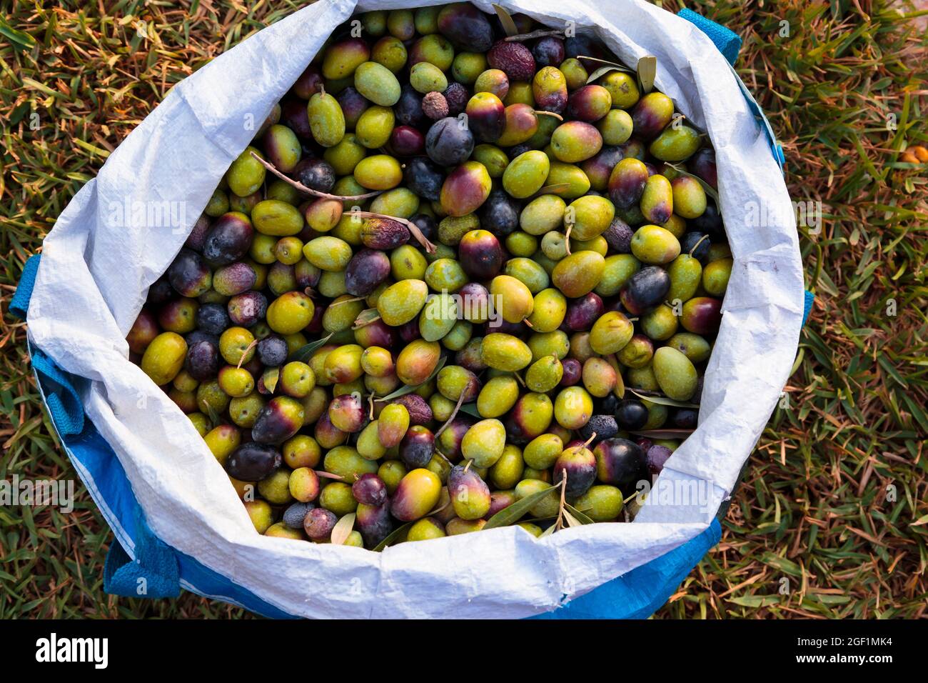Top down view of a sack full of organic olives Stock Photo
