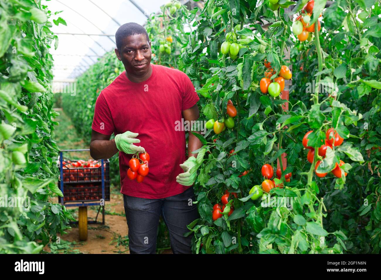 Afro male farmer harvesting tomatoes in greenhouse Stock Photo - Alamy
