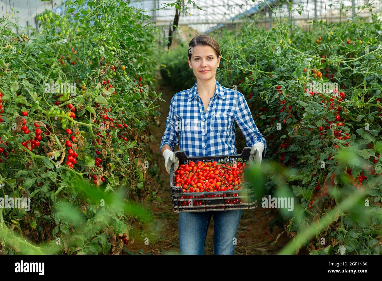 Female farmer carries box of ripe cherry tomatoes Stock Photo - Alamy