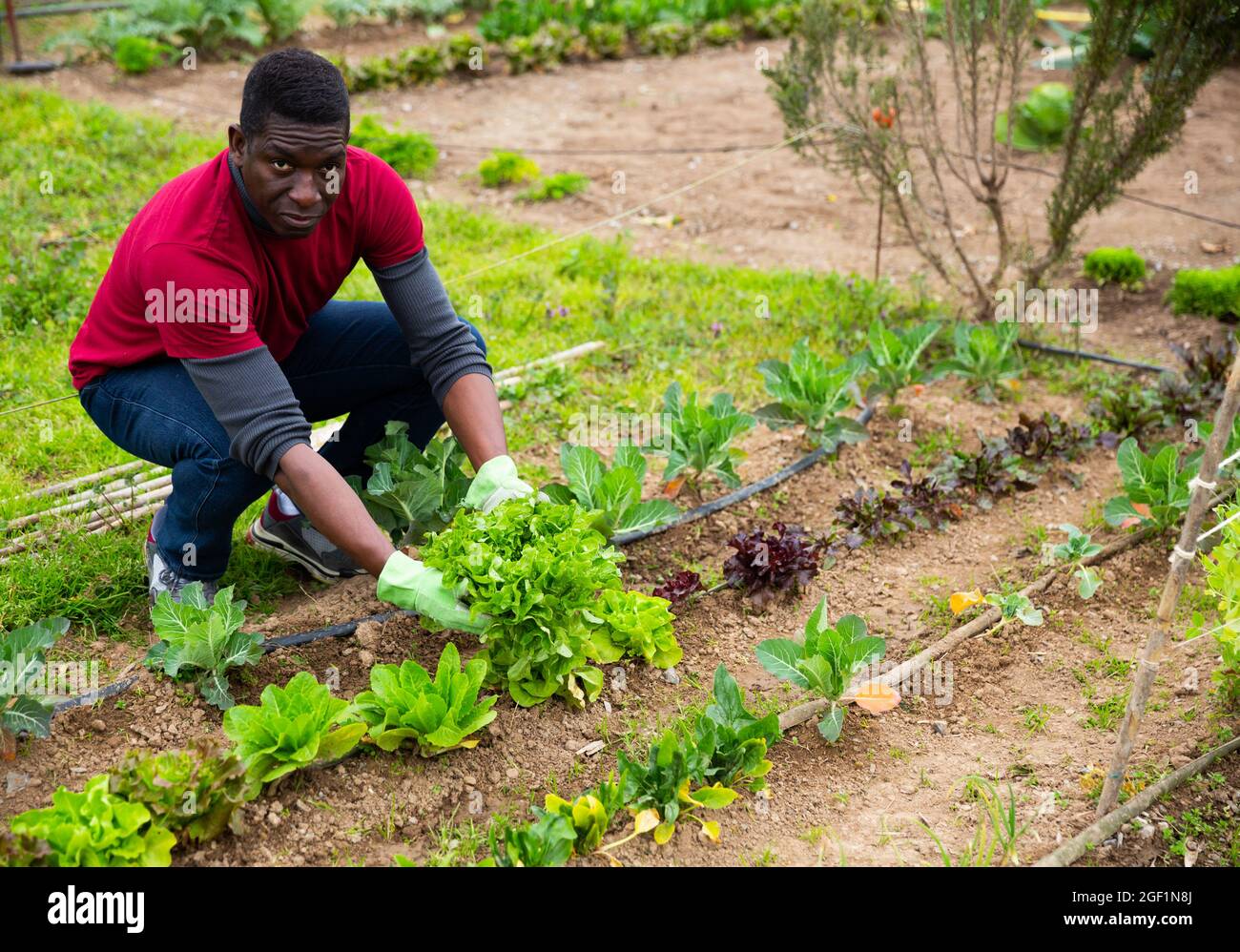 African farmer planting lettuce seedlings Stock Photo Alamy
