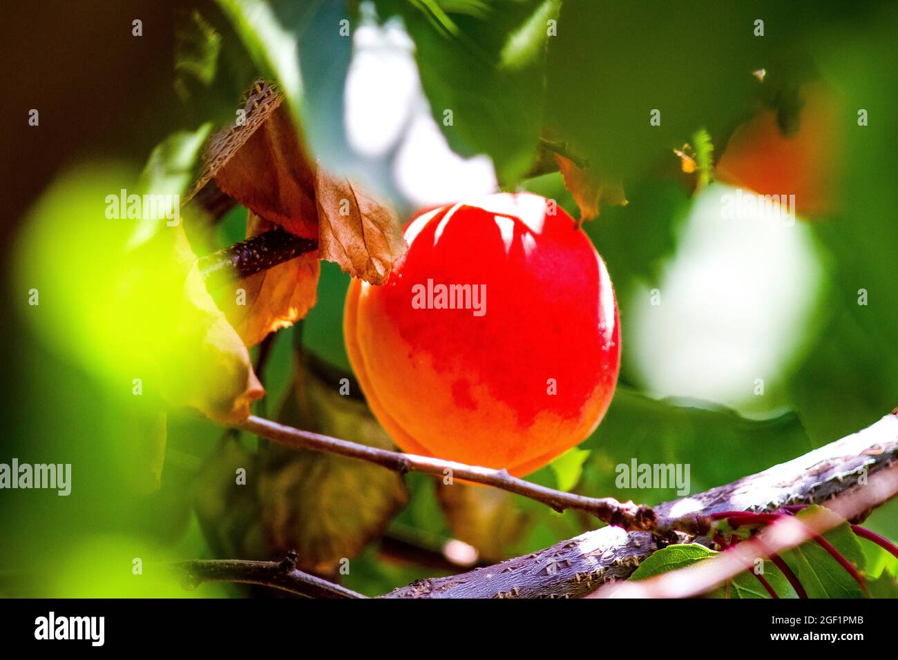 Nice fruits in farm Tasmania island Australia Stock Photo Alamy