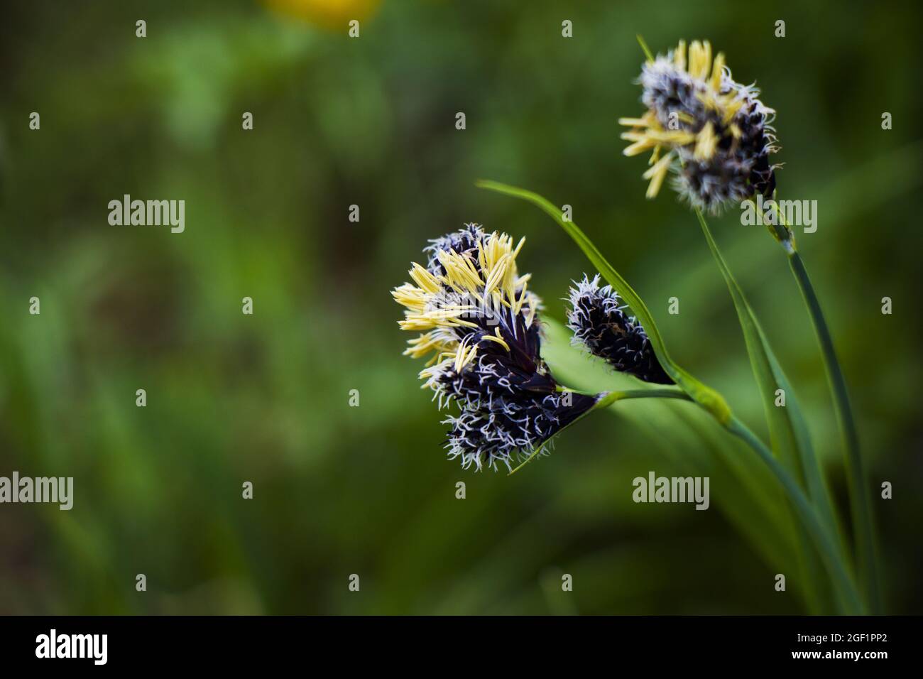 Alpine sedge hi-res stock photography and images - Alamy