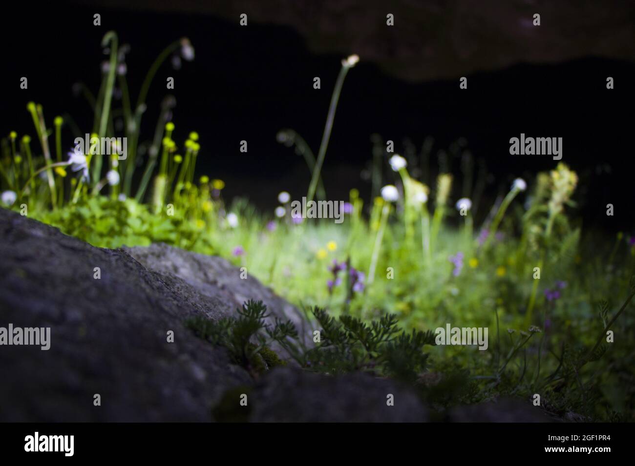Selective focus shot of moss growing on a rock with wildflowers background Stock Photo
