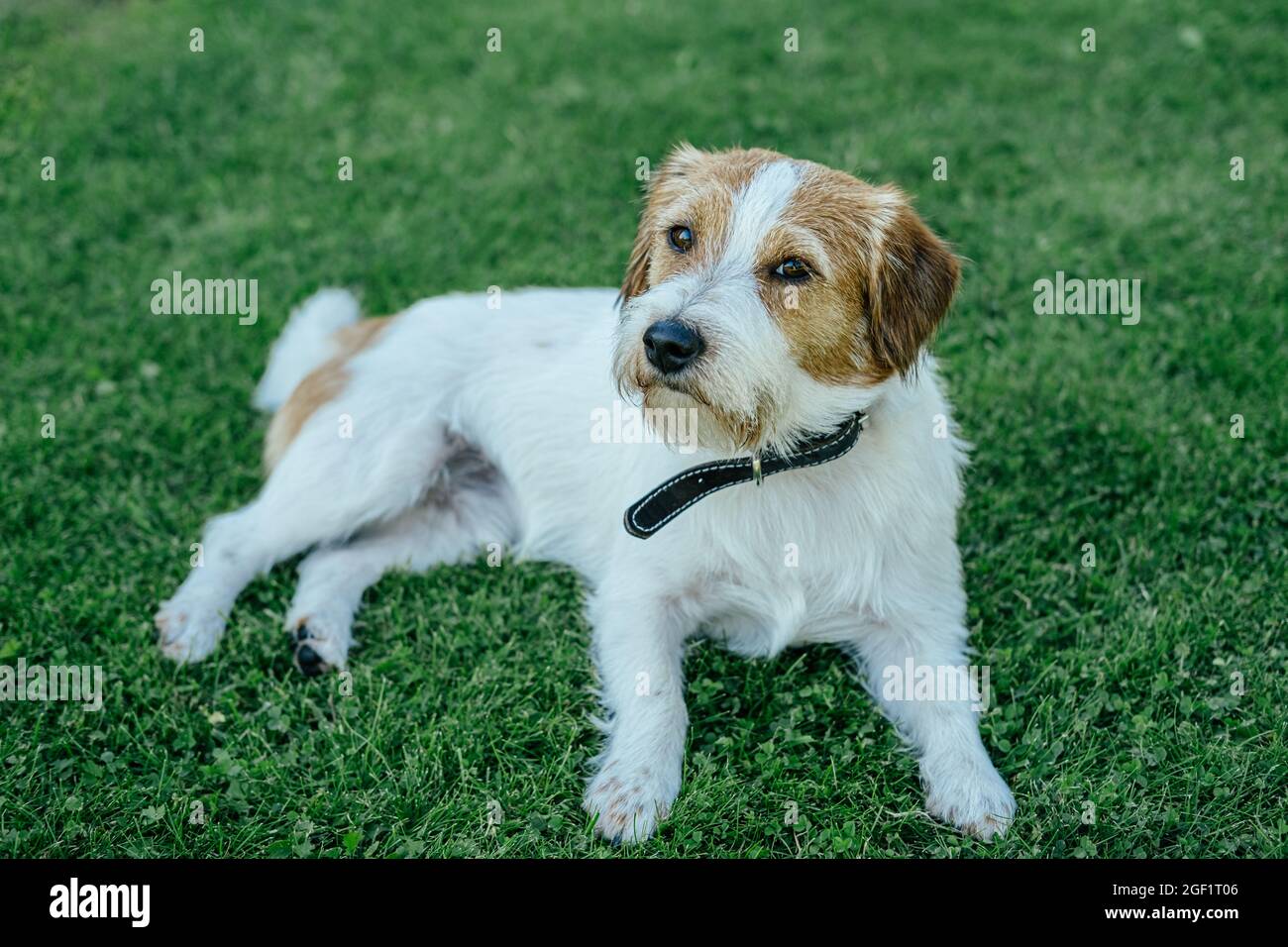 Purebred Jack Russell Terrier lying on the grass and resting Stock Photo Alamy