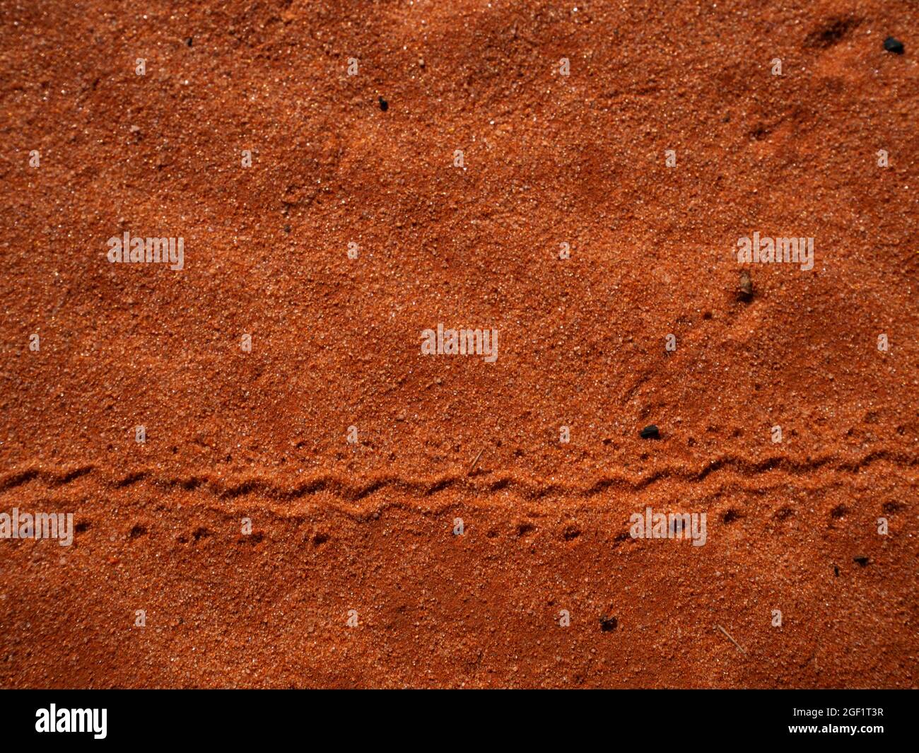 Small animal tracks on red sand in outback Central Australia background Stock Photo